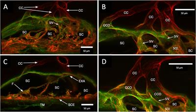 A Novel Technique Identifies Valve-Like Pathways Entering and Exiting Schlemm’s Canal in Macaca nemestrina Primates With Similarities to Human Pathways